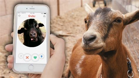 goat dating website